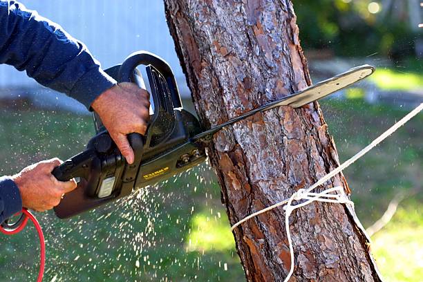 Best Palm Tree Trimming  in USA